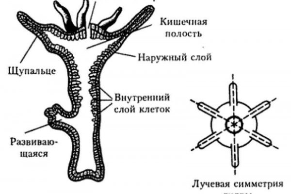 Кракен нарколог