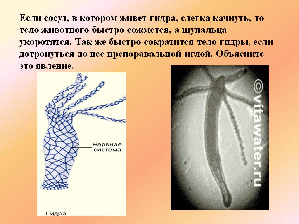 Kraken market ссылка